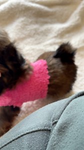 18K views · 801 reactions | Wonderland full of Shih Tzus #teacuppuppy #shihtzu #toocute #puppylovers #puppies #imperial #tinyshihtzu | Ma Lor | Facebook