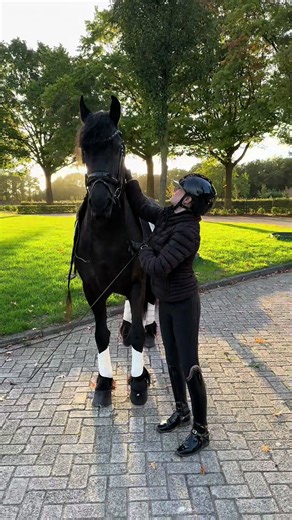 Friesian Sport Horses: A Dressage Dream