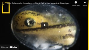 Watch a time lapse of a salamander growing from a single cell to hatching