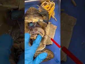 Bull frog Dissection 101