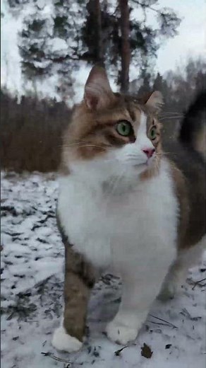 I won't leave her alone again!🐯 Cat Plyukh.