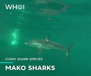 🦈 Shortfin mako sharks are the fastest fish in the ocean, easily outpacing their favorite prey, swordfish, bluefish, tuna–and smaller sharks. Equipped with shorter pectoral fins and a sharper snout than their sister species, the longfin mako, the shortfin is known to ambush prey from below and jump out of the water when hooked. In a 2020 Shark Week episode, a shortfin mako in New Zealand took the record for “strongest bite,” registering an astonishing 3,000 pounds of pressure. Their “bite first