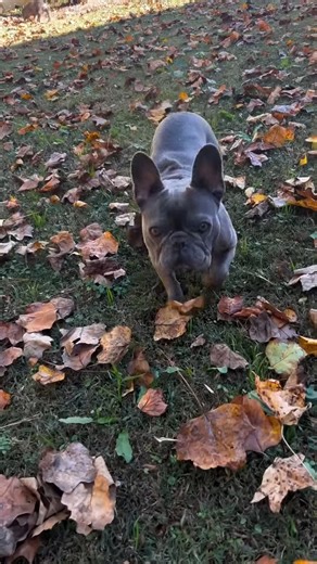 1.2K views · 20 reactions | The crunching of leaves under Frenchie paws reminds us to fall back an hour today! . . . . #curriculum #math #students #prepared #learning #confident #viningsjubilee #testpreparation #testprep #tutor #PSAT #SAT #ACT #SSAT #academics #collegeplanning #atlanta #testprep #testpreparation #education #fallback #daylightsavings | Beth Bristow Tutorial Services | Facebook