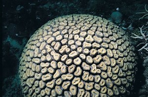 Lobophyllia corymbosa - Alchetron, The Free Social Encyclopedia