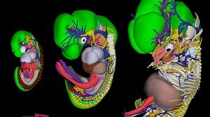 Interactive 3D Atlas Shows Human Embryo Development In Amazing Detail