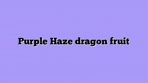 ᐉ Purple Haze: The Most Talked-About Dragon Fruit Yet