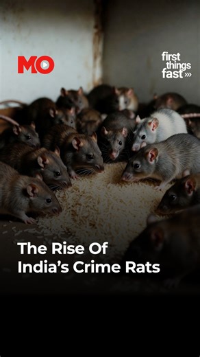 In Chhattisgarh, officials claimed rats and termites ate ₹7 crore worth of missing rice. In Bihar, rats allegedly drank seized liquor. In Jharkhand, they supposedly ate ganja. In Indore, they destroyed forensic evidence. From rice to records, whenever something goes missing in India, one creature is always blamed. This video breaks down the numbers, the loopholes, and the uncomfortable truth behind the “rat theory.” Because the real mystery isn’t what rats ate. It’s who escaped accountability. #