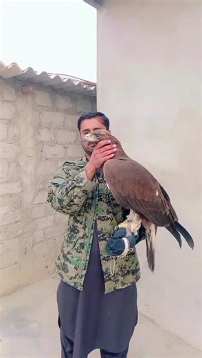 Discover the Art of Falconry with Hunter Zehri