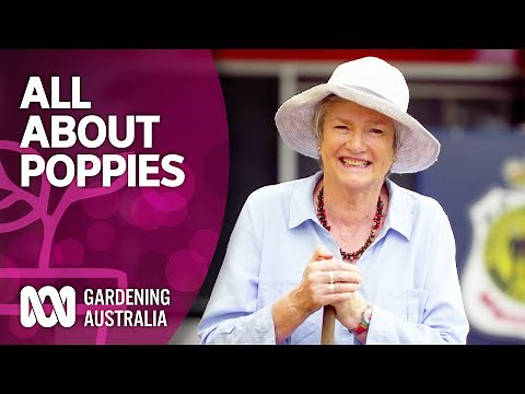 All About Poppies | Discovery | Gardening Australia