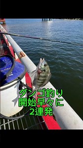 8/19（水）尼崎魚つり公園 サビキでアジ•イワシ•中サバが釣れています。ノマセ釣り•ダンゴ釣りではチヌ、サヨリ狙いの方は10匹以上釣られています。 @fishingmax武庫川店