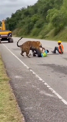 Terrifying Moment: Tiger Charges at Two Workers on a Remote Road | Phone Footage