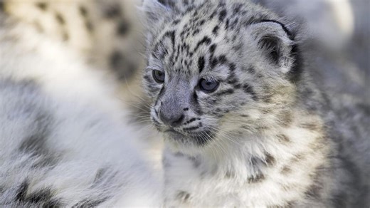 Adorable Way Baby Amur Leopard ‘Carries His Tail’ Has Us in Cuteness Heaven