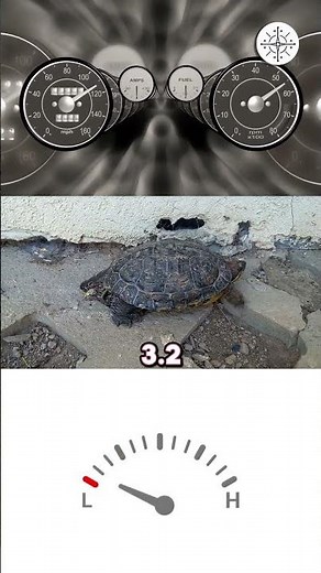 How Slow Are Turtles?