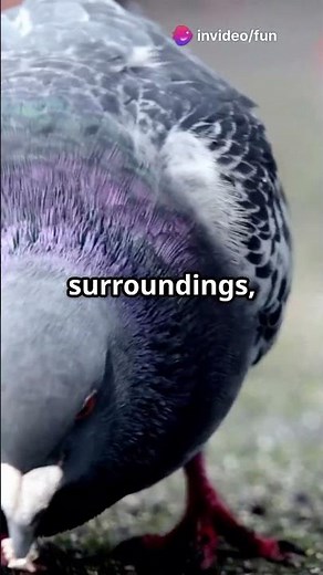 Why Pigeons Bob Their Heads: The Quirky Truth!