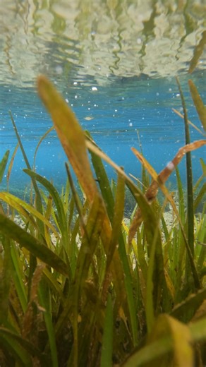 This is how clear the water is at the end of a spring as it dumps into the river. This is at the end of Blue Spring on the Current River. I'm still editing this trip but this is pretty awesome. | Show Me Creeks