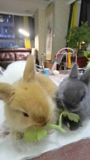 Sister Li's Cute Pet on TikTok
