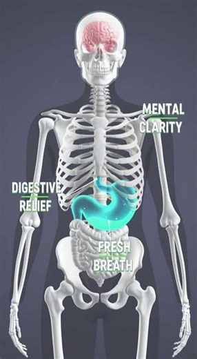 Benefits of Mint | 4K Medical Animation for Digestion, Brain & Fresh Breath #facts #healthyfoods