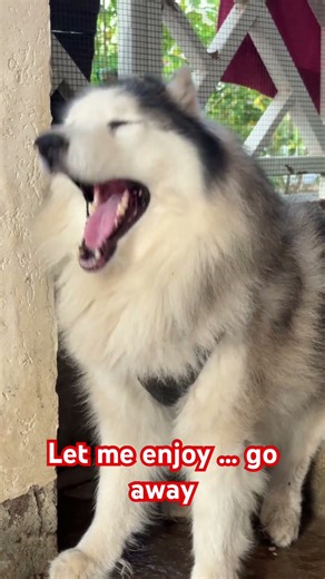 Alaskan Malamute enjoys music