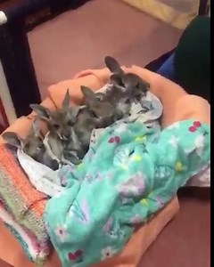 3.9M views · 525K reactions | Snuggles with our darling orphans Pip, Josie, Ferris and Martin ❤️李 | The Kangaroo Sanctuary Alice Springs | Facebook