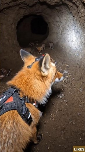 A Camera on a Fox What It Found Inside the Den is Incredible! 🦊