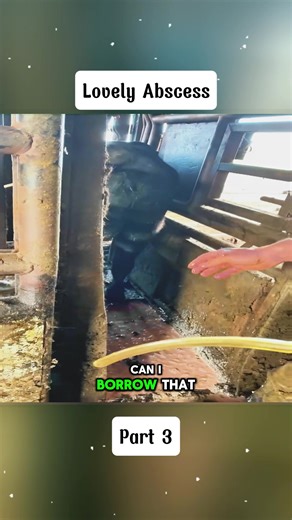 Lovely Abscess #FarmVet #CowCare #DairyAnimalHealth #part3 | abscess