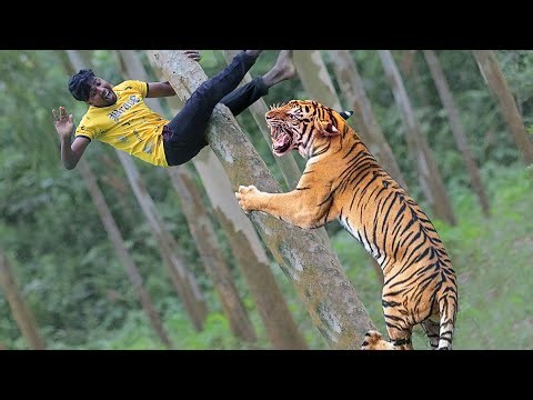 Tiger Attack in Forest | Royal Bengal Tiger Attack Fun Made Movie clips