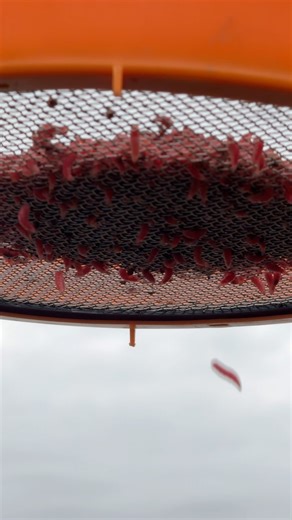 136 reactions | Multi Riddle 缾 #maggots #fishing | Tackle Guru Benelux | Facebook