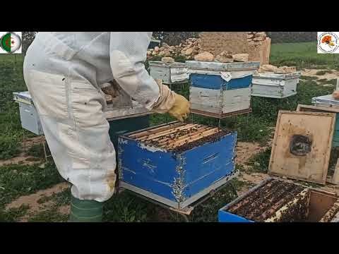 طريقة ديماري للحد من التطريد و جمع كميات كبيرة من العسل #demaree_method