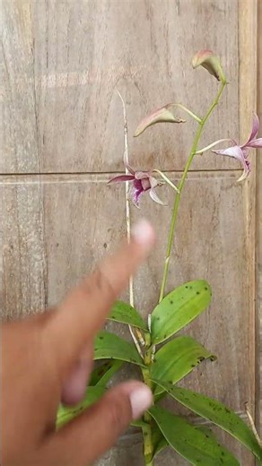 Caesar strip bolo,, jadulan rawatan silahkan...fsfr...bunga djakep pol... #anggrek #anggrekjadul