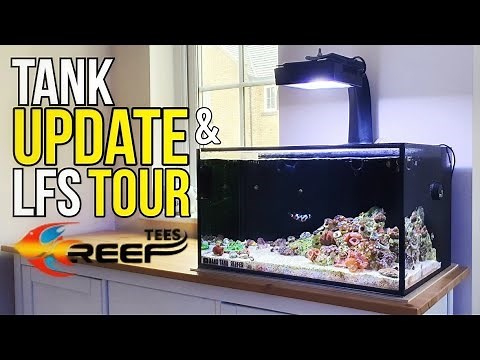 -LFS Tour & Tank Update -Nano Reef Tank - Innovative Marine 20 Gallon Reef Tank - Saltwater Aquarium