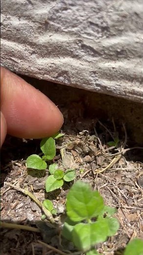 🪵 Termites Stay Active in Houston TX — Even in the Winter! ❄️
