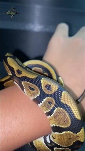 Baby Ball Python 😍 #snake #reptiles #animals #ballpython