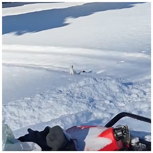 402K views · 775 reactions | Who Would Guess This Adorable Creature Is One of the World's Most Dangerous Animals? | 5-Minute Crafts Green | Facebook