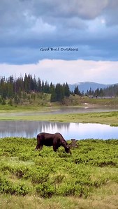 A bull moose feeding after a heavy thunderstorm. #photography #wildlife #nature #reels #foryoupageシ #wildanimals #moose #bull #bullmoose #colorado #estespark | Good Bull Guided