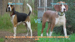 Beagle-Harrier vs. Posavac Hound: A Breed Comparison
