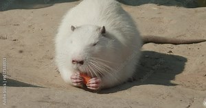 Nutria at the Zoo. A nutria sitting by a pond enjoys a snack, demonstrating natural behavior in a zoo setting. The scene conveys the calm and charm of a wild nutria in a serene setting.