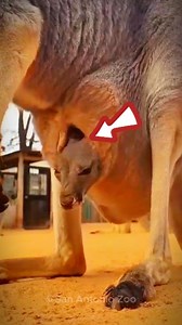 How does a kangaroo hide its baby in its pouch? #shorts #kangaroo #viral #trending #new #reels #viralreels | Colaedy Facts