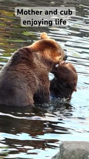 Brown Bears Playing in Water | Joy and Peace 🐻