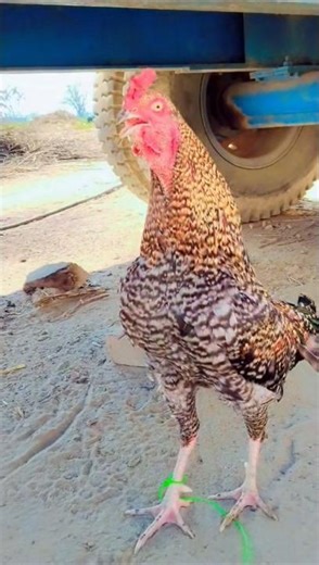 Real Village Rooster Crowing Under Trolley Natural Sound plz like subscribe & Sher me#chicken #viral