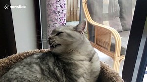 Cats yawning in slow motion is terrifying