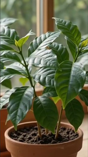 how to grow coffee plants from seed//#coffee