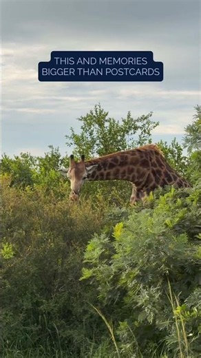 We Just Launched Our First Kenya Safari 🦁 | Insight Vacations Small Group Tours