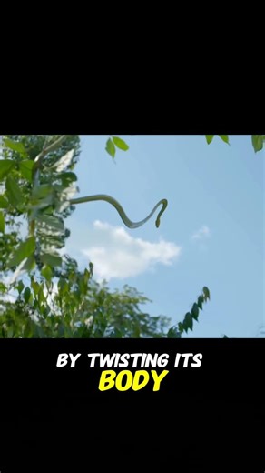 This Snake Can Fly 😳 | Flying Snake Explained in 60 Seconds #Shorts