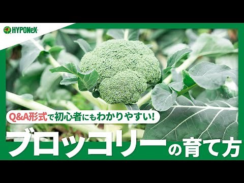 ☘19: How to Grow Broccoli | How to Grow It Big? Learn how to prepare the soil, fertilize, and har...