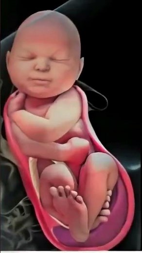 The Unbelievable Life of a Baby Before Birth