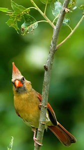 6K views · 327 reactions | Northern Cardinal (Cardinalis cardinalis) #reelsvideo #reelsviral #birdwatching | Rini Rini | Facebook