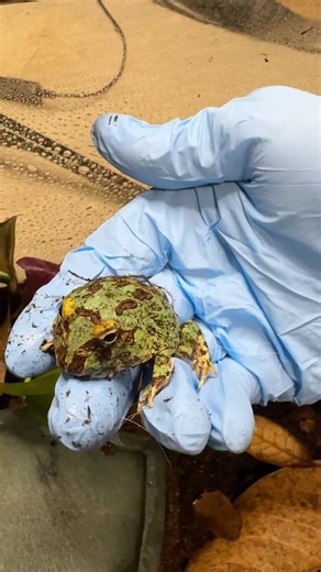 Join me while making a temporary enclosure for my baby pacman frog. His name is Pickle! #pacmanfrog