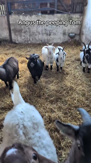 Exploring Perdita Weeks and Irish Tweed Fashion Trends