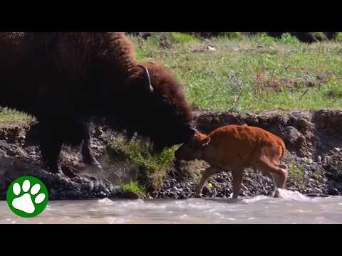 Nursing bison calf swept away from mother