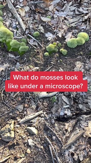 Exploring Moss Under the Microscope